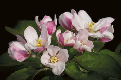 Apple Blossom