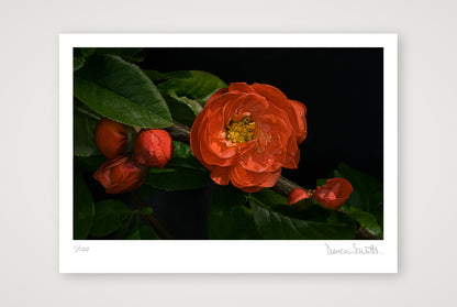 Flowering Japanese Quince — A4 (30×21cm, 12×8") Print only