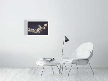 A2 giclée print of Blackthorn Bough botanical photograph by Botanographia