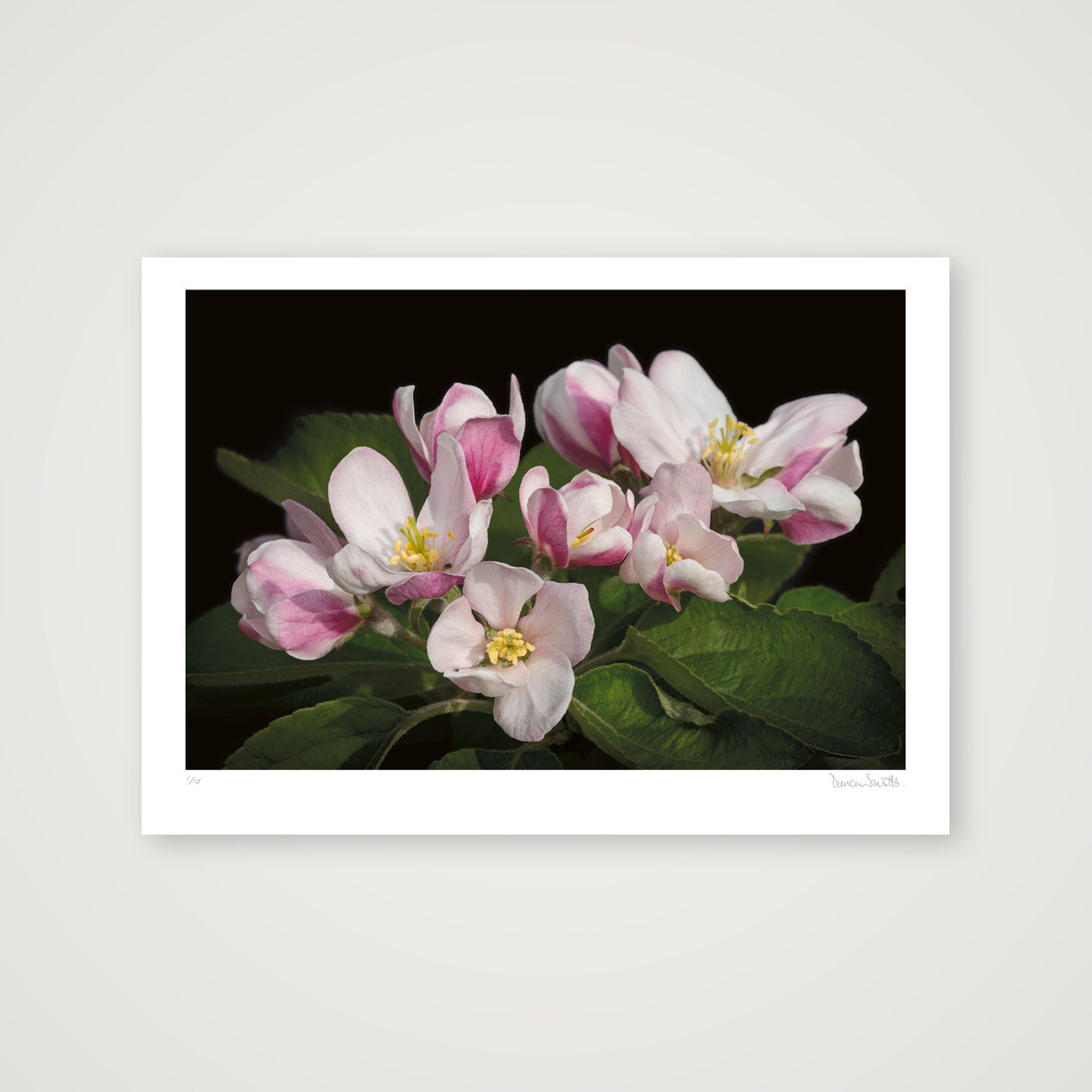 Apple Blossom — 70×50cm, 28×20" Print only