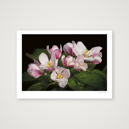 Apple Blossom — 70×50cm, 28×20" Print only