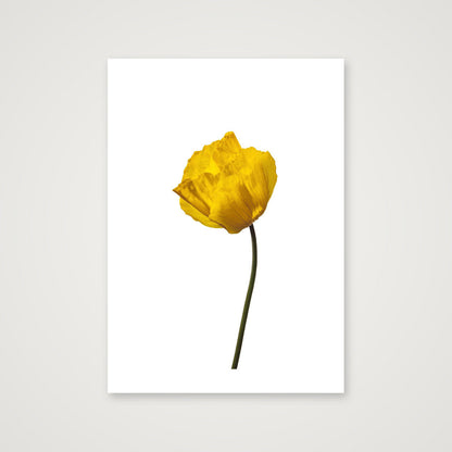 Yellow Poppy No 1 — A3 (30×42cm, 12×17") Print only