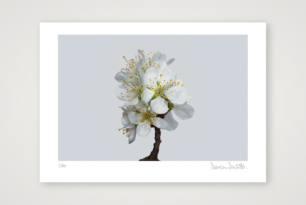 Victoria Plum Blossom No 1 — A2 (59×42cm, 23×17") Print only