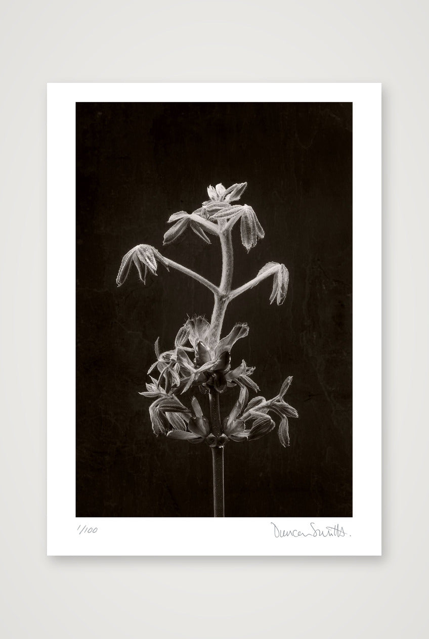 Horse Chestnut Stem No 2 — A4 (21×30cm, 8×12") Print only