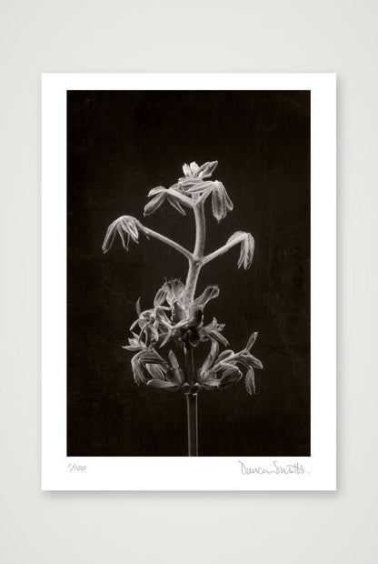 Horse Chestnut Stem No 2 — A4 (21×30cm, 8×12") Print only
