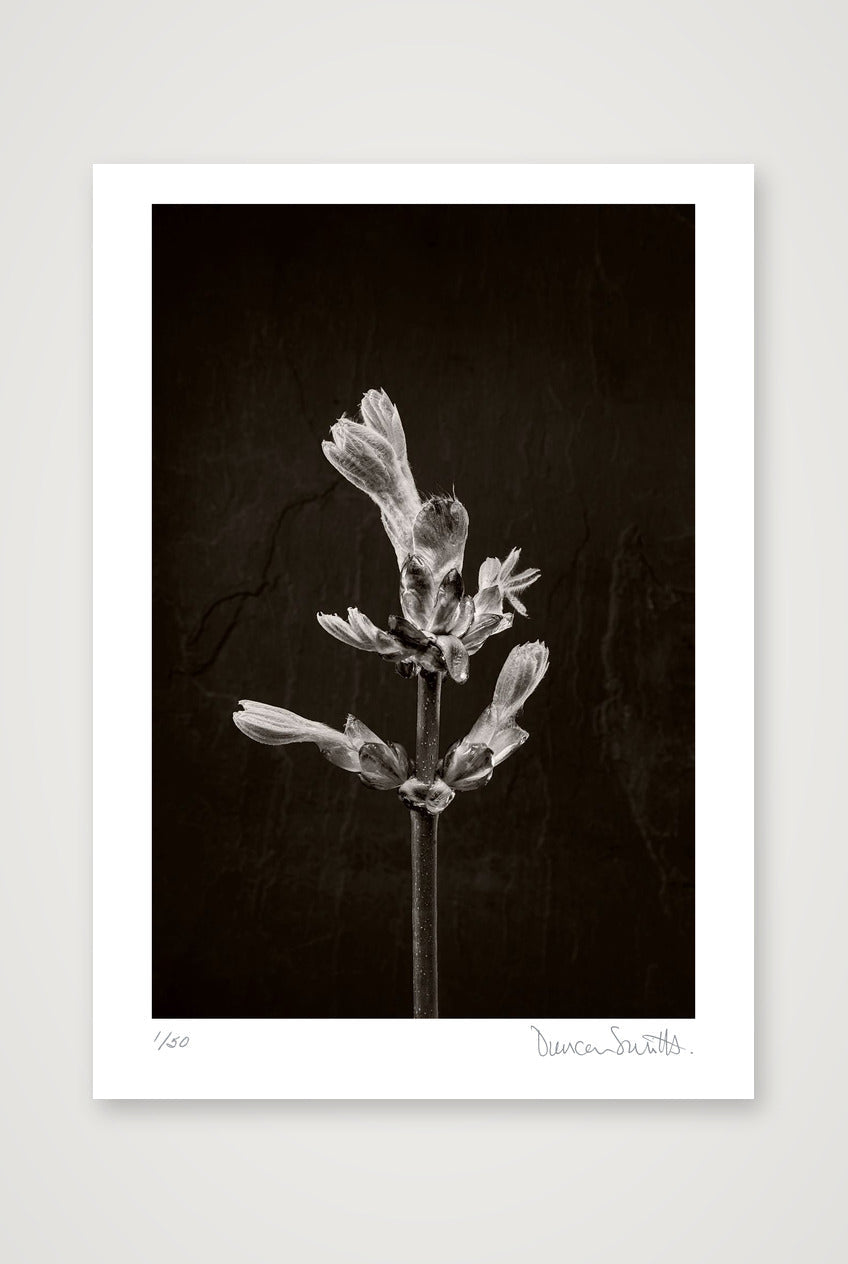Horse Chestnut Stem No 1 — A3 (30×42cm, 12×17") Print only