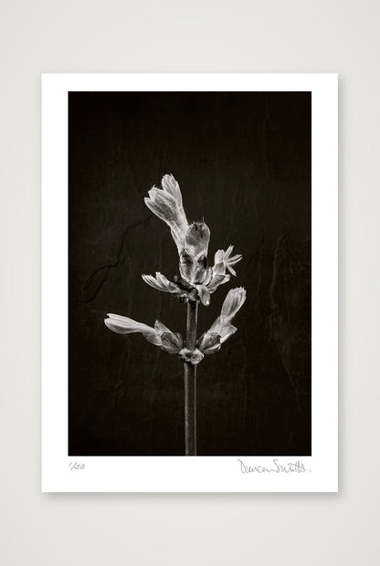 Horse Chestnut Stem No 1 — A3 (30×42cm, 12×17") Print only