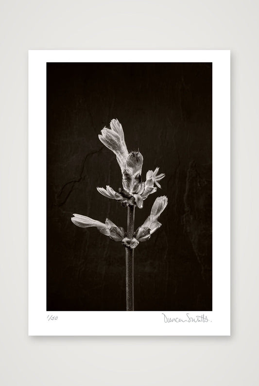 Horse Chestnut Stem No 1 — A3 (30×42cm, 12×17") Print only
