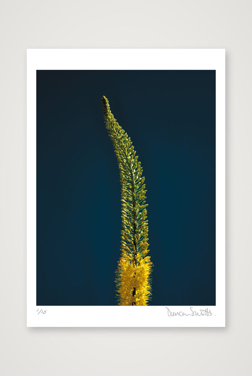 Foxtail Lily Stem — 50×70cm, 20×28" Print only