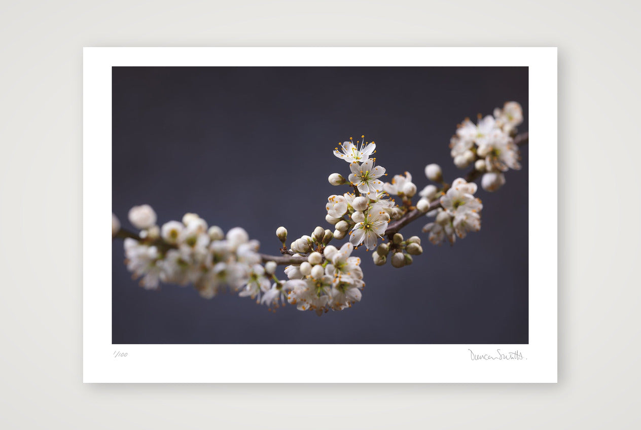 Blackthorn Bough — A4 (30×21cm, 12×8") Print only
