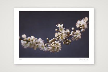 Blackthorn Bough — A4 (30×21cm, 12×8") Print only