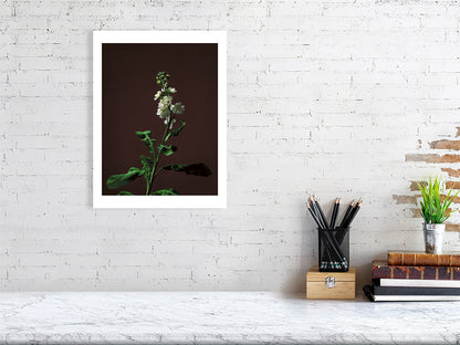 300×400mm giclée print of Stock Stem botanical photograph by Botanographia