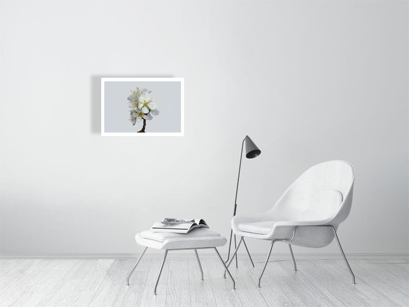 A2 giclée print of Victoria Plum Blossom No1 botanical photograph by Botanographia