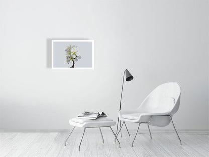 A2 giclée print of Victoria Plum Blossom No1 botanical photograph by Botanographia