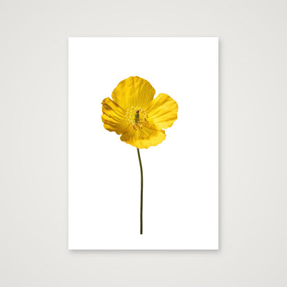Yellow Poppy No 3 — A4 (21×30cm, 8×12") Print only