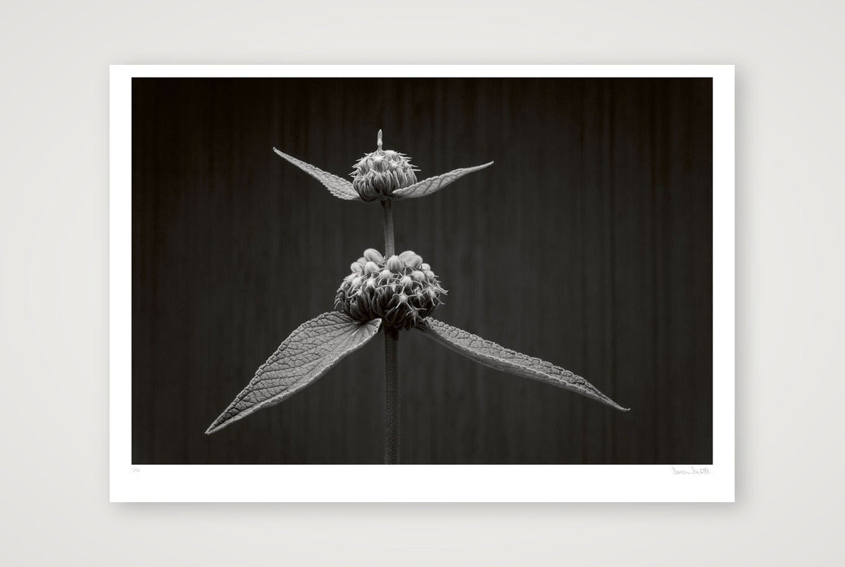 Phlomis Study — 100×70cm, 39×28" Print only