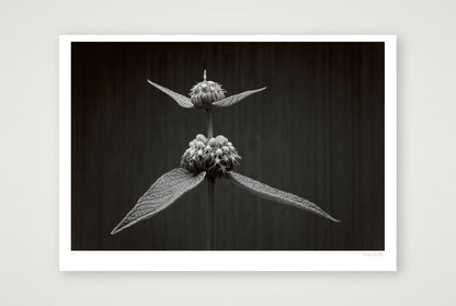 Phlomis Study — 100×70cm, 39×28" Print only
