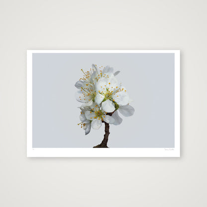 Plum Blossom No 1 — 100×70cm, 39×28" Print only