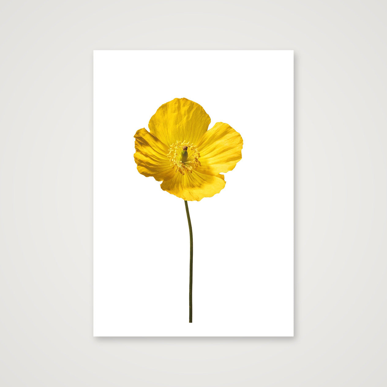 Yellow Poppy No 3 — 70×100cm, 28×39" Print only