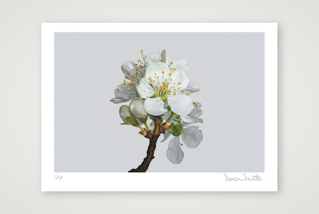 Victoria Plum Blossom No 2 — 70×50cm, 28×20" Print only