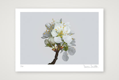 Victoria Plum Blossom No 2 — 70×50cm, 28×20" Print only