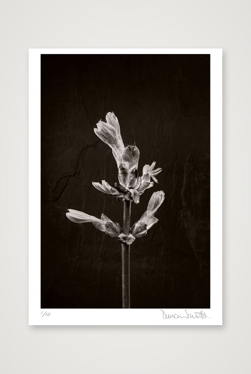 Horse Chestnut Stem No 1 — 70×100cm, 28×39" Print only