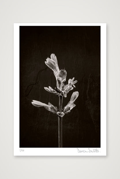 Horse Chestnut Stem No 1 — 70×100cm, 28×39" Print only