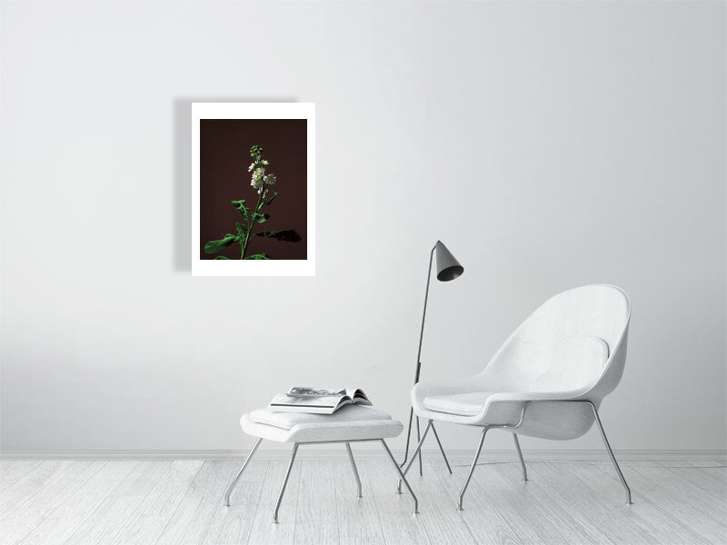 giclée print of Stock Stem botanical photograph by Botanographia