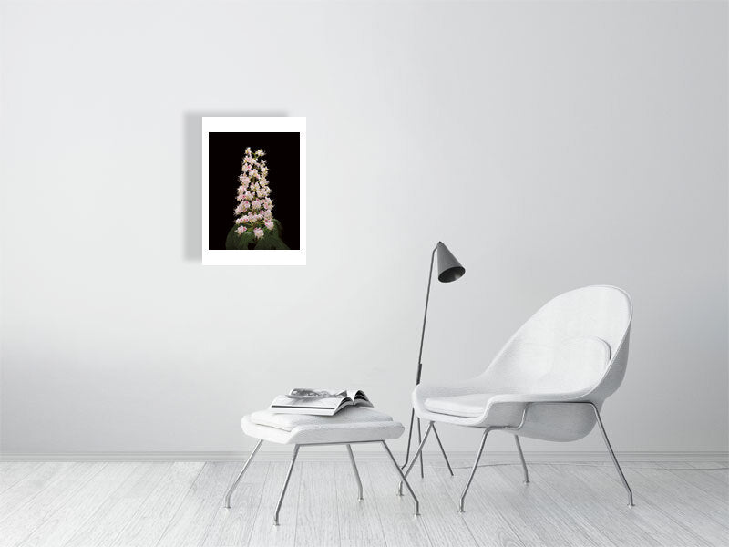 A2 giclée print of Horse Chestnut Flower botanical photograph by Botanographia