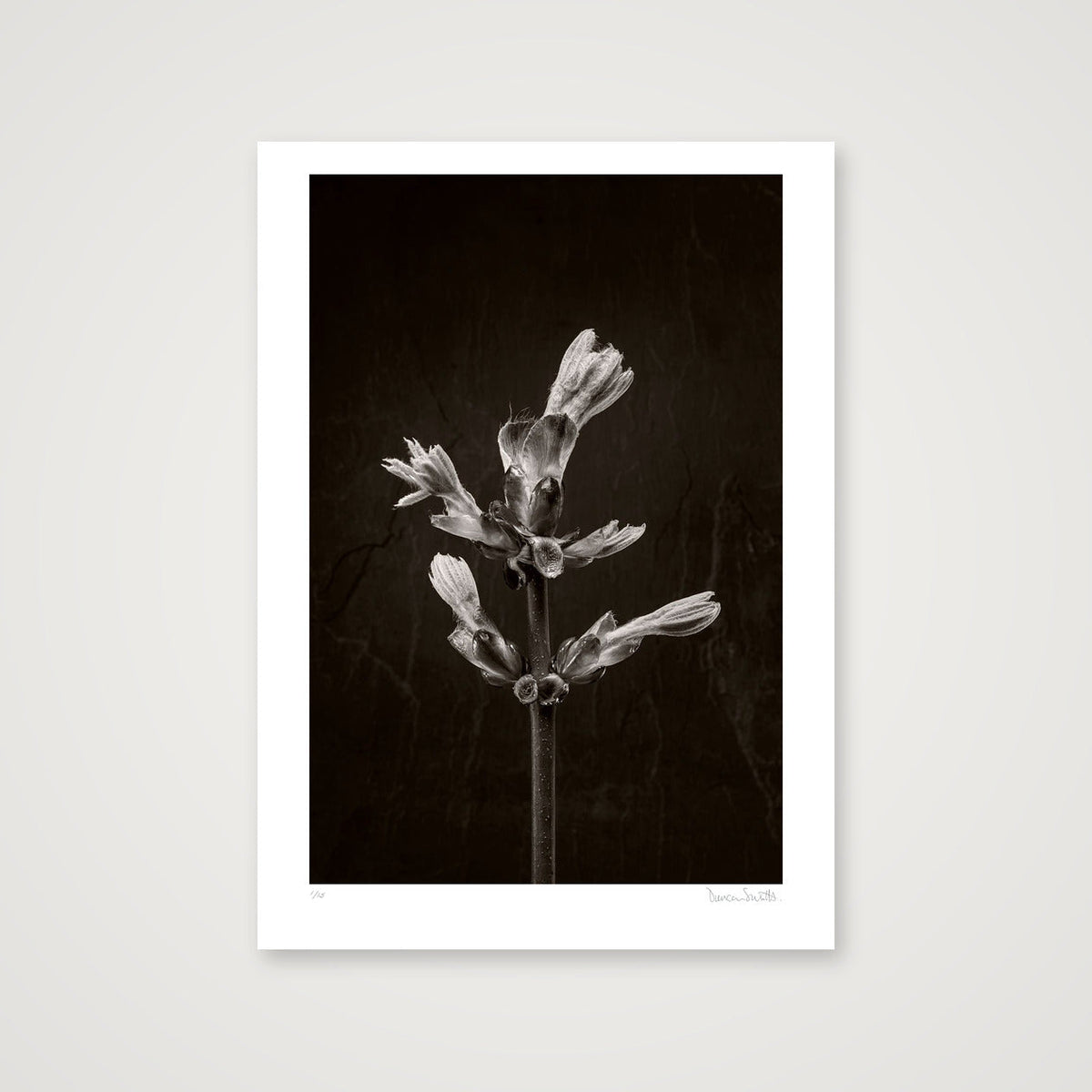 Horse Chestnut Stem No 3 — 50×70cm, 20×28" Print only
