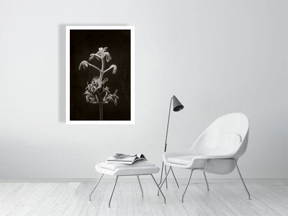700×1000mm giclée print of Horse Chestnut Stem No2 botanical photograph by Botanographia