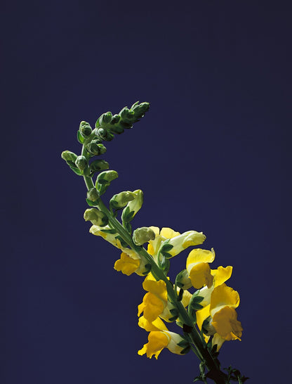 Single yellow snapdragon photo on blue background