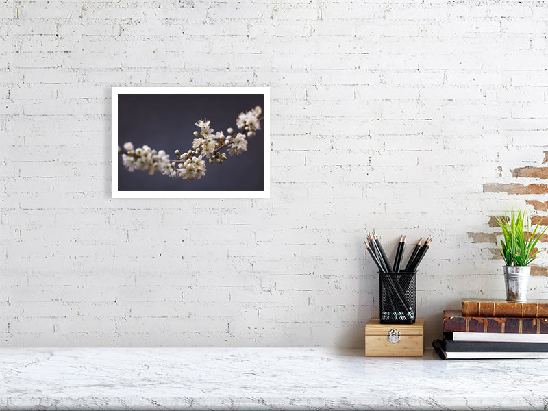 A4 giclée print of Blackthorn Bough botanical photograph by Botanographia