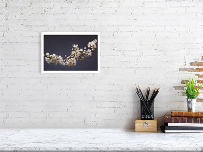 A4 giclée print of Blackthorn Bough botanical photograph by Botanographia