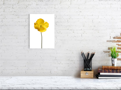 A3, 297 x 420 mm, 11.7 x 16.5 inches giclée print of Yellow Poppy No 3 botanical photograph by Botanographia