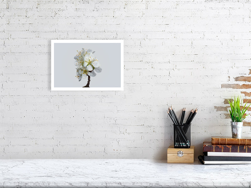 A4 giclée print of Victoria Plum Blossom No1 botanical photograph by Botanographia