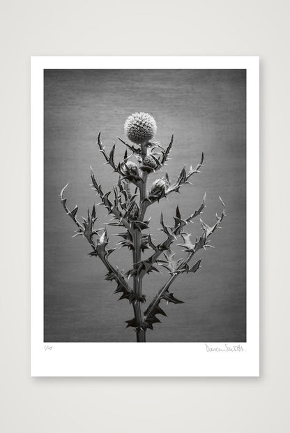 Echinops Study — 50×70cm, 20×28" Print only
