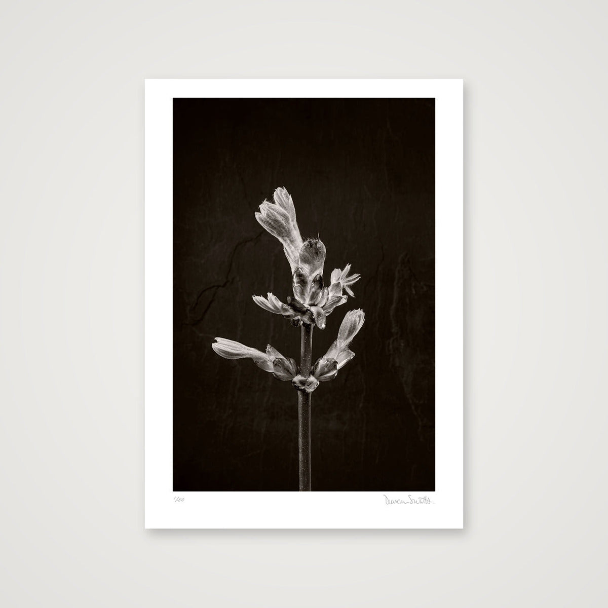 Horse Chestnut Stem No 1 — A3 (30×42cm, 12×17") Print only