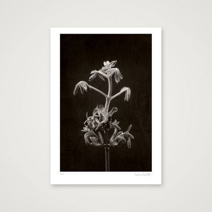 Horse Chestnut Stem No 2 — A2 (42×59cm, 17×23") Print only