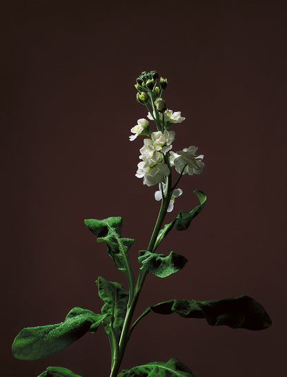 Elegant stock stem photograph with brown background