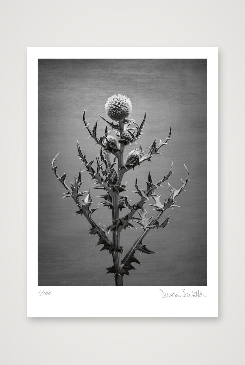 Echinops Study — A4 (21×30cm, 8×12") Print only