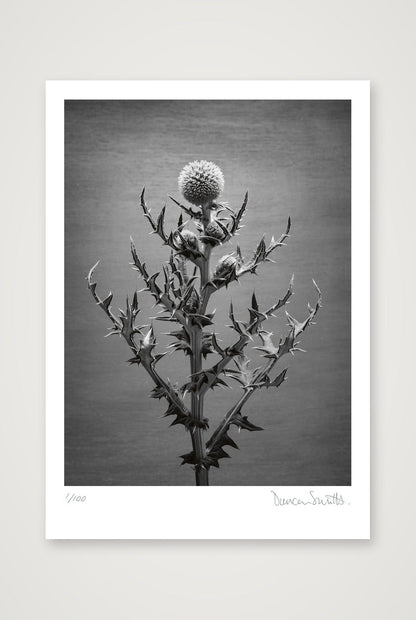 Echinops Study — A4 (21×30cm, 8×12") Print only