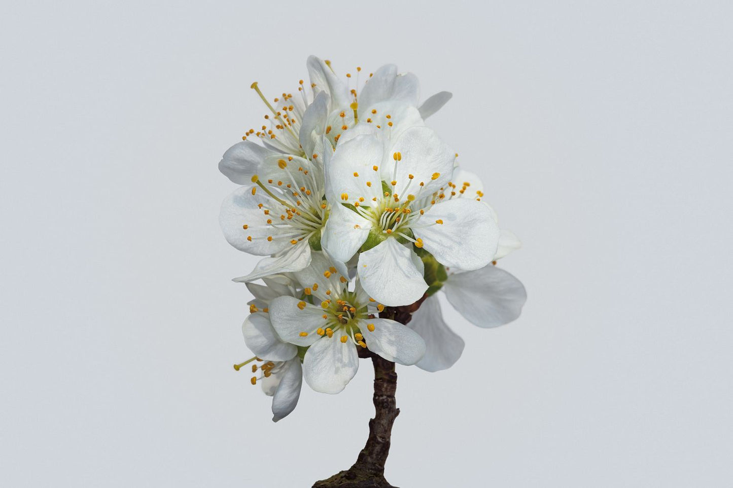 Plum Blossom No 1