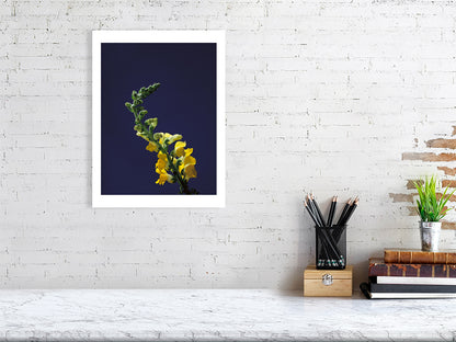 A2 giclée print of Snapdragon Stem botanical photograph by Botanographia