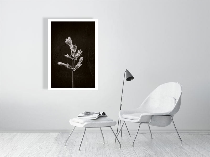 700×1000mm giclée print of Horse Chestnut Stem No1 botanical photograph by Botanographia
