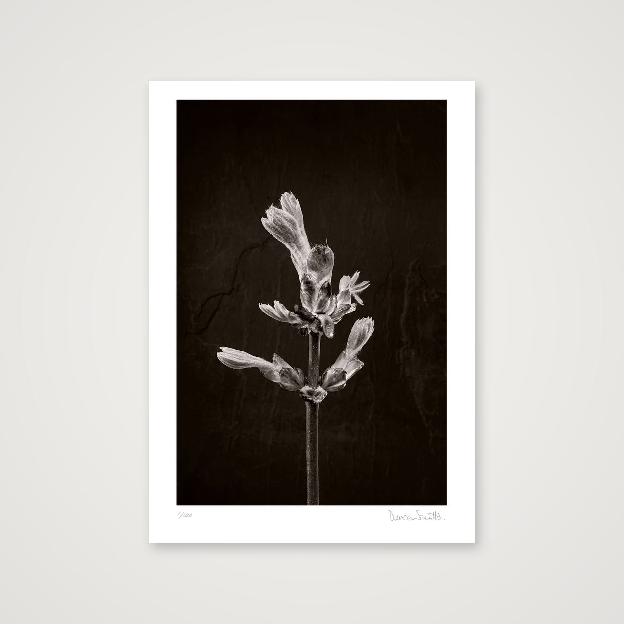 Horse Chestnut Stem No 1 — A4 (21×30cm, 8×12") Print only