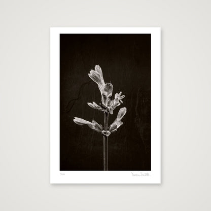 Horse Chestnut Stem No 1 — A4 (21×30cm, 8×12") Print only
