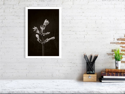 A3 giclée print of Horse Chestnut Stem No3 botanical photograph by Botanographia