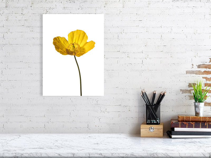 500 x 700 mm, 19.7 x 27.6 inches - Signed, limited edition of 50 giclée print of Yellow Poppy No 2 botanical photograph by Botanographia