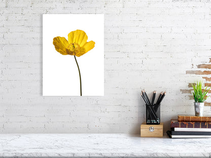 500 x 700 mm, 19.7 x 27.6 inches - Signed, limited edition of 50 giclée print of Yellow Poppy No 2 botanical photograph by Botanographia